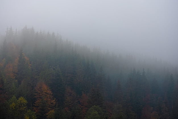 世界卫生日宣传活动总结